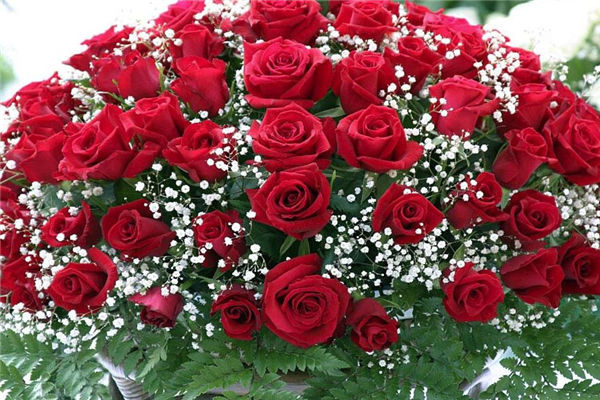 老婆生日送什么花，送什么花浪漫